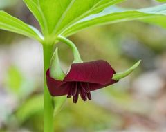 Trillium vaseyi