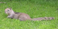 Otospermophilus beecheyi