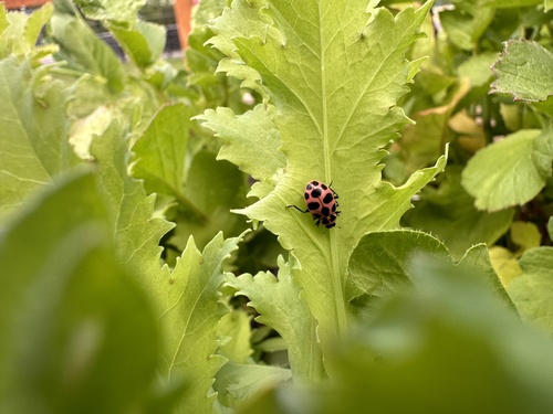 Spotted Pink Lady Beetle photographed in Oregon
