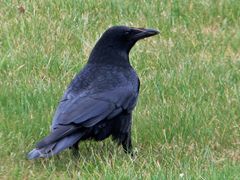 Corvus corone