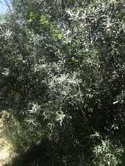 Olea europaea