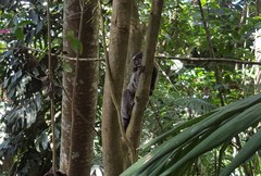 Callithrix jacchus × penicillata