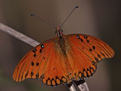 Dione vanillae maculosa