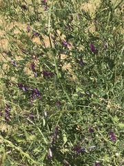 Vicia villosa