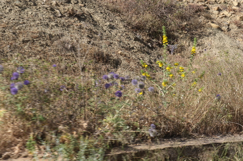 common golden thistle