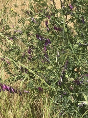 Vicia villosa