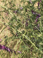 Vicia villosa