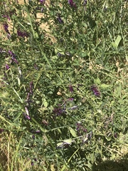 Vicia villosa