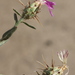 Centaurea diluta algeriensis - Photo (c) Errol Véla, algunos derechos reservados (CC BY-NC), subido por Errol Véla