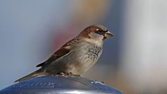 Passer domesticus