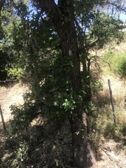Quercus lobata