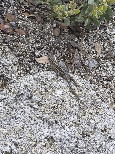 iNaturalist observation photo of Western Fence Lizard