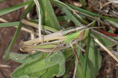 Velvet-striped Grasshopper photo 4
