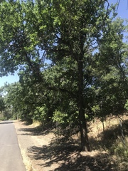 Quercus lobata