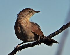 Phacellodomus striaticollis