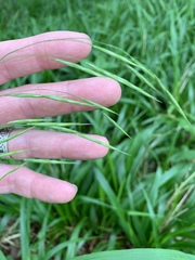 Bromus pubescens