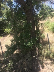 Quercus lobata