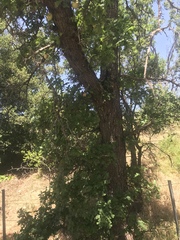 Quercus lobata