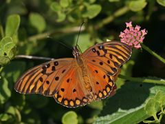 Dione vanillae maculosa