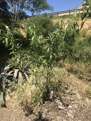 Magnoliopsida