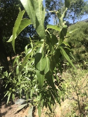 Magnoliopsida