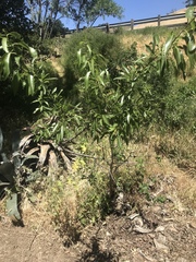 Magnoliopsida