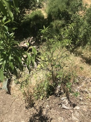 Magnoliopsida