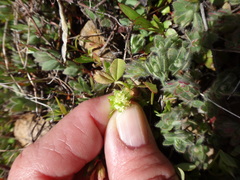 Trifolium cyathiferum