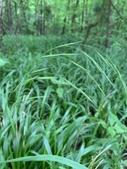 Bromus pubescens
