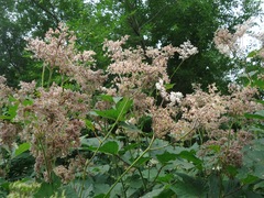 Filipendula camtschatica