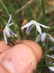 Amsonia hubrichtii