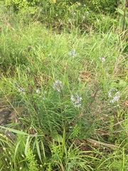 Amsonia hubrichtii