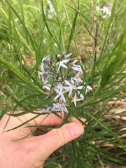 Amsonia hubrichtii