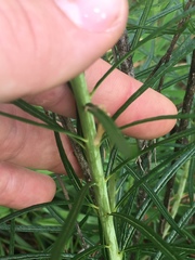 Amsonia hubrichtii