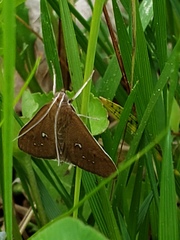 Diastictis