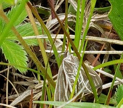 Diastictis