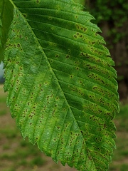 Stegophora ulmea
