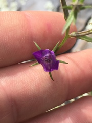 Triodanis leptocarpa