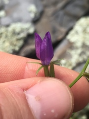 Triodanis leptocarpa