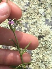 Triodanis leptocarpa