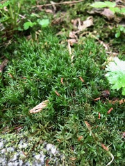 Atrichum selwynii