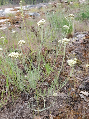 rush pussytoes (Antennaria luzuloides)