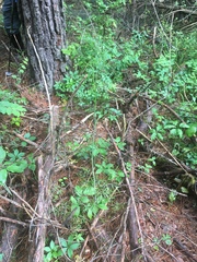 Perideridia americana