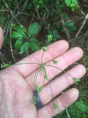 Perideridia americana