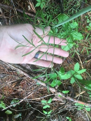 Perideridia americana