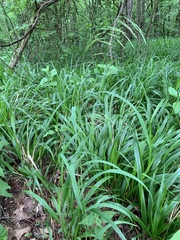 Bromus pubescens