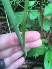 Perideridia americana