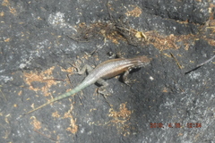 Sceloporus licki