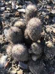 Mammillaria pottsii
