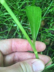 Tradescantia ernestiana